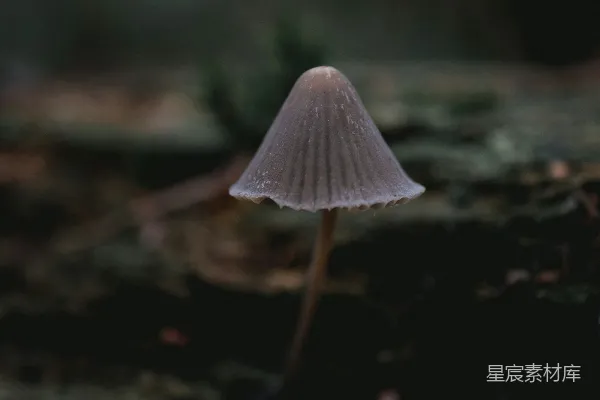 高清摄影 神秘的森林蘑菇