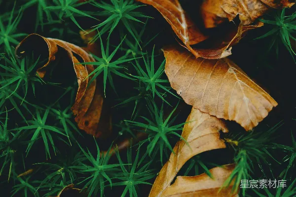 高清摄影 枯叶与苔藓的自然之美