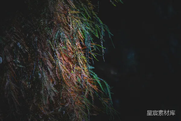 高清摄影 夜色中的树梢