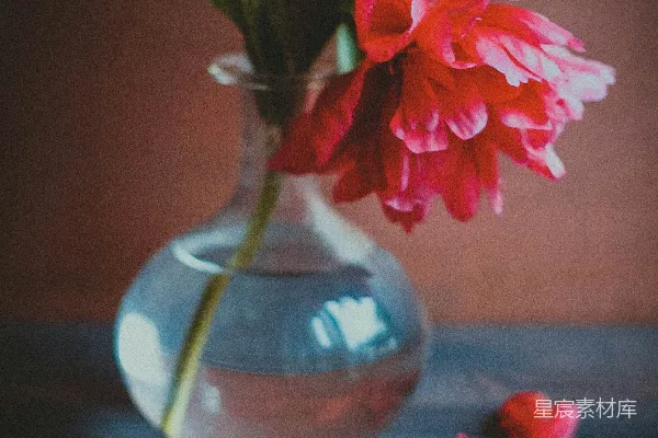 高清摄影 静谧的花瓶与红花