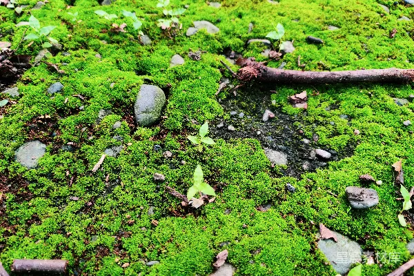 高清摄影 青苔覆盖的地面