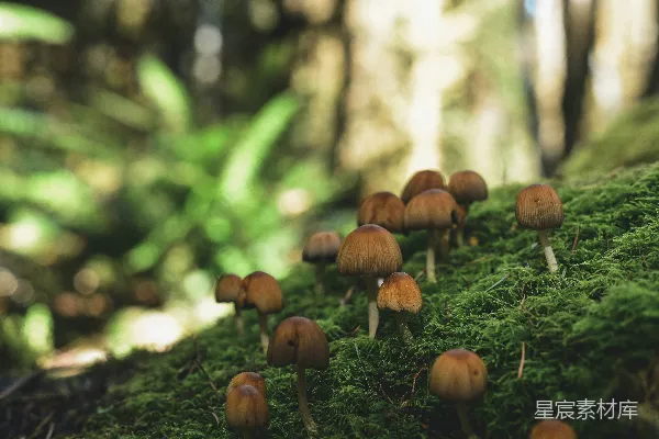 高清摄影 森林中的蘑菇