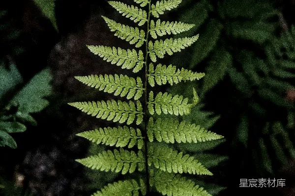 高清摄影 深林中的蕨类植物