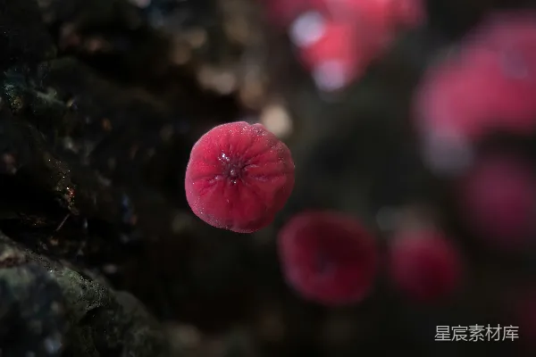 高清摄影 神秘的红色果实