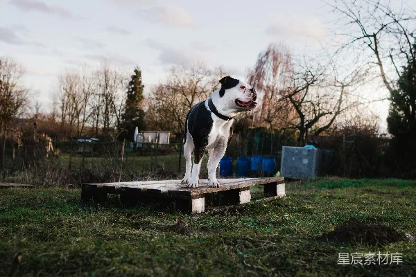 高清摄影 户外的斗牛犬