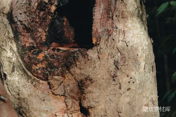 高清摄影 树干上的空洞