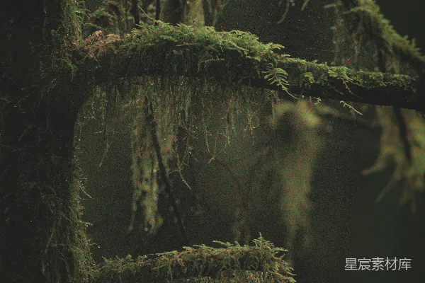 高清摄影 苔藓覆盖的树枝