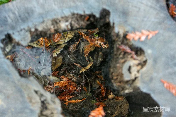 高清摄影 自然的微观世界：树洞里的小生态