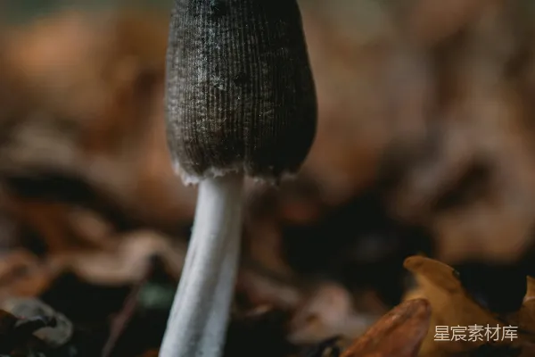 高清摄影 森林中的神秘蘑菇