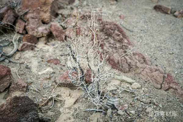 高清摄影 荒漠中的枯枝