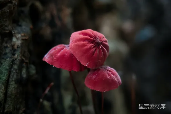 高清摄影 森林中的神秘红蘑菇