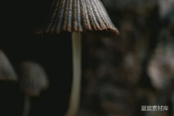 高清摄影 森林中的神秘蘑菇