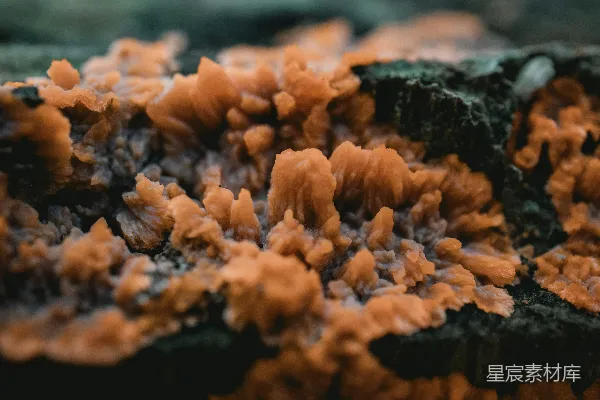 高清摄影 自然界的微缩景观