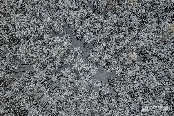 高清摄影 雪覆松林俯瞰图
