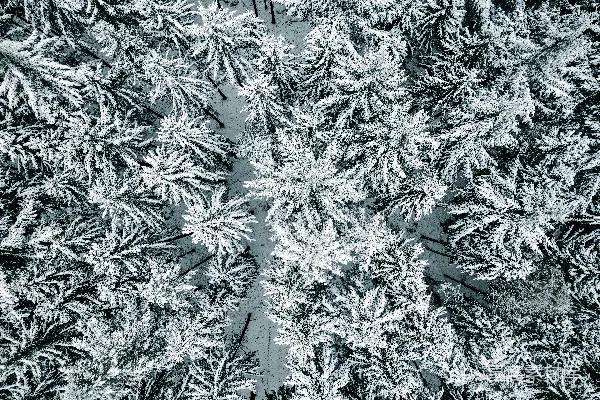高清摄影 冬日雪林航拍
