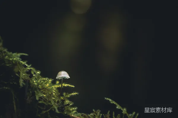 高清摄影 幽暗森林中的小蘑菇