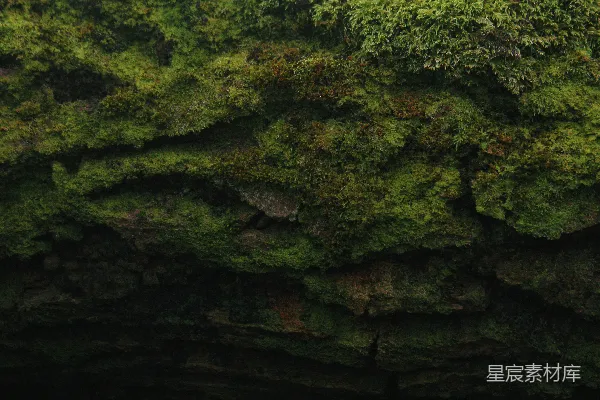 高清摄影 苔藓覆盖的岩石