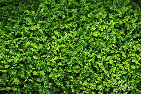 高清摄影 翠绿的蕨类植物群