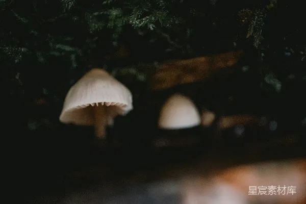 高清摄影 森林中的神秘蘑菇