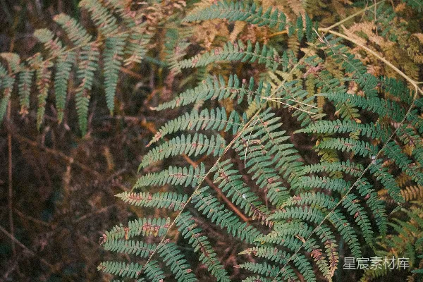 高清摄影 森林中的蕨类植物