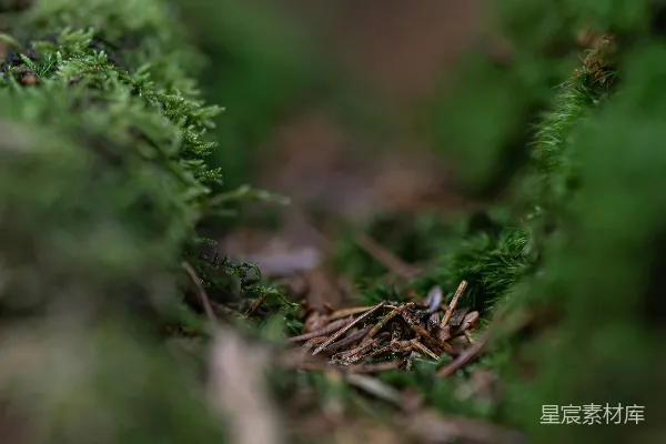 高清摄影 森林中的苔藓特写
