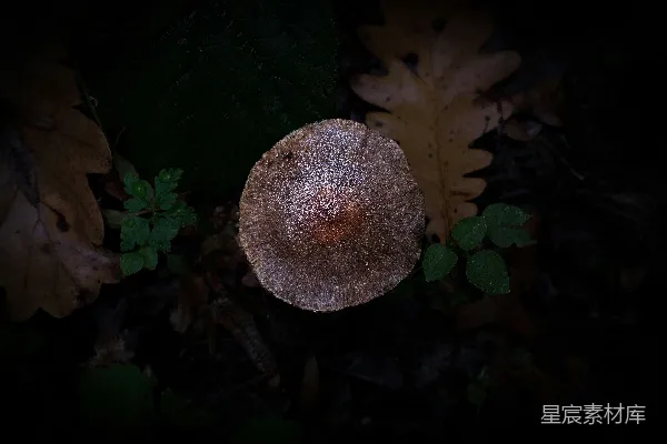 高清摄影 幽暗森林中的神秘蘑菇