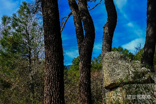 高清摄影 森林中的自然风景