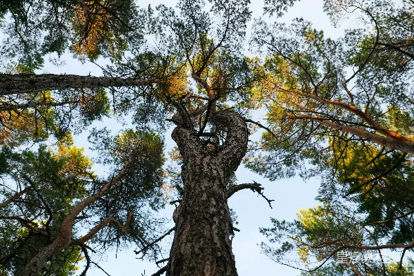高清摄影 仰望松树的天空