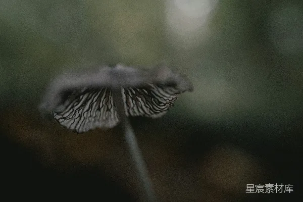高清摄影 神秘的蘑菇特写