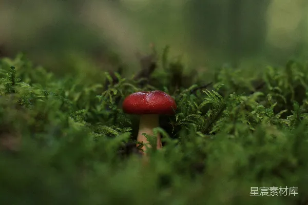 高清摄影 森林中的红色蘑菇