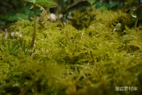高清摄影 苔藓的宁静