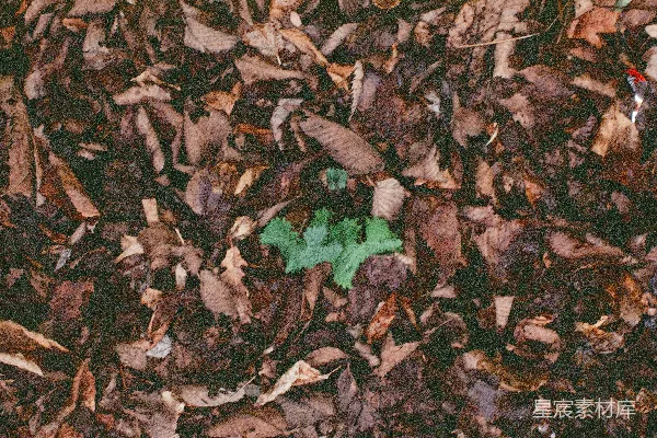 高清摄影 秋日落叶中的绿色生机