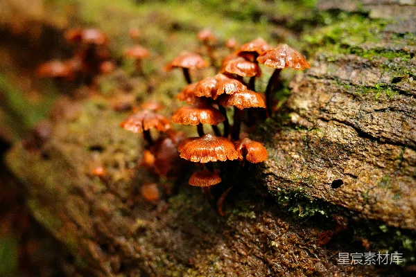 高清摄影 森林中的蘑菇群