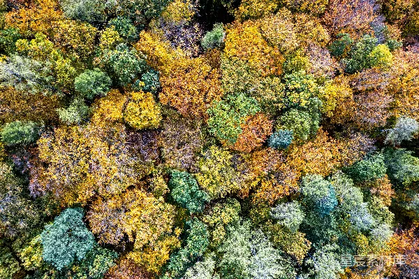 高清摄影 秋日森林的色彩斑斓