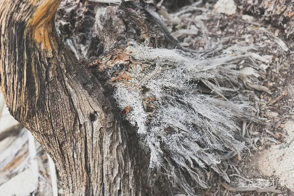 高清摄影 枯木上的蜘蛛网