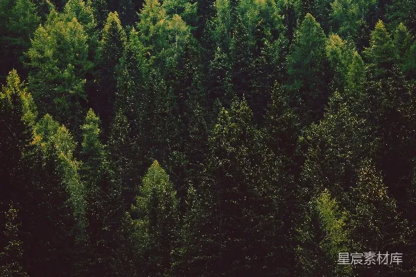 高清摄影 森林的宁静