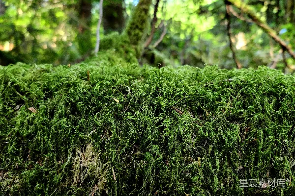 高清摄影 森林中的苔藓