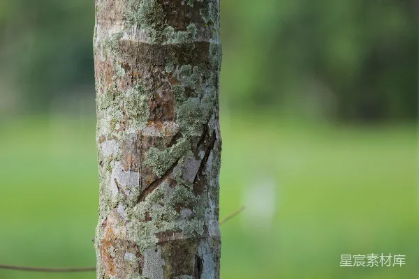高清摄影 树皮上的裂纹与苔藓