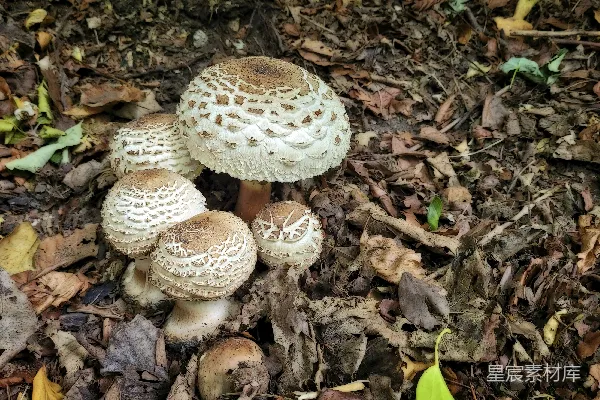 高清摄影 森林中的蘑菇群