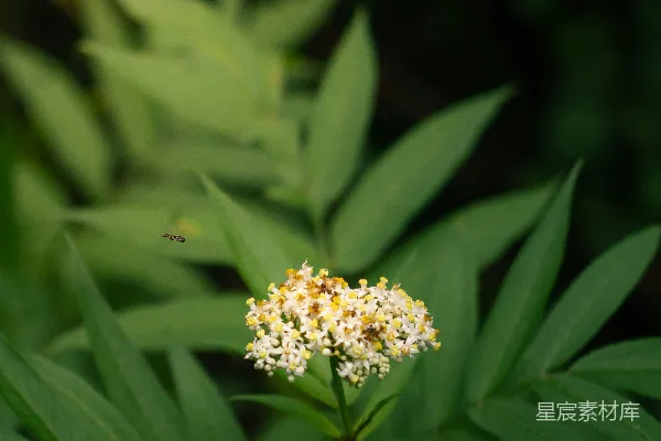 高清摄影 自然中的白色花朵与蜜蜂