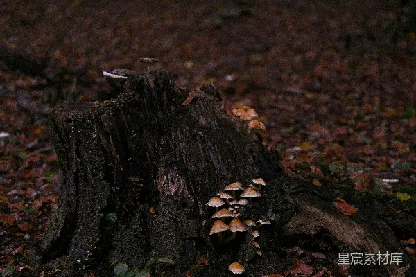 高清摄影 森林中的蘑菇与树桩
