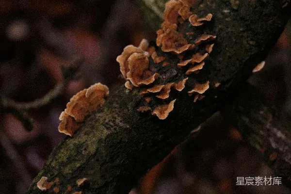 高清摄影 森林中的蘑菇