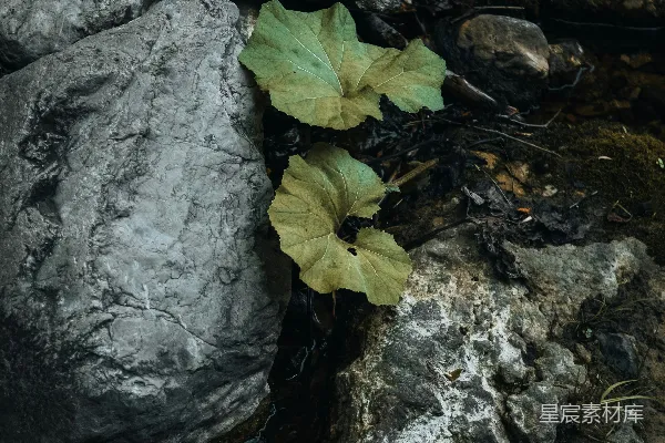 高清摄影 岩石缝隙中的嫩叶