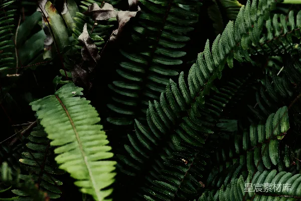 高清摄影 蕨类植物的自然之美