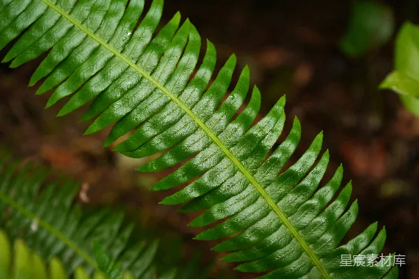 高清摄影 翠绿的蕨类植物特写