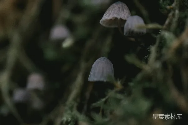 高清摄影 森林中的小蘑菇
