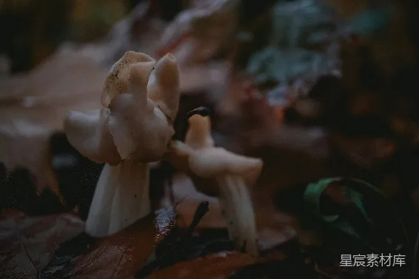 高清摄影 森林中的神秘白蘑菇