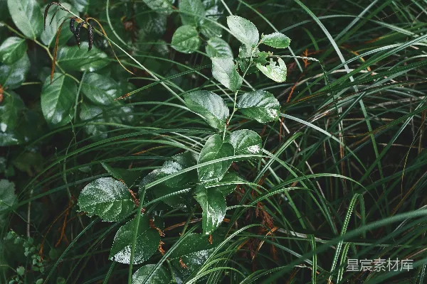 高清摄影 雨后森林的生机