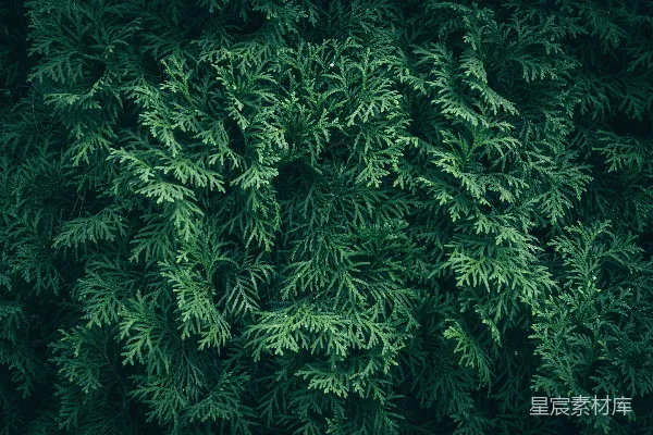 高清摄影 绿色松柏纹理背景