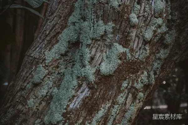 高清摄影 古老树干上的青苔心形